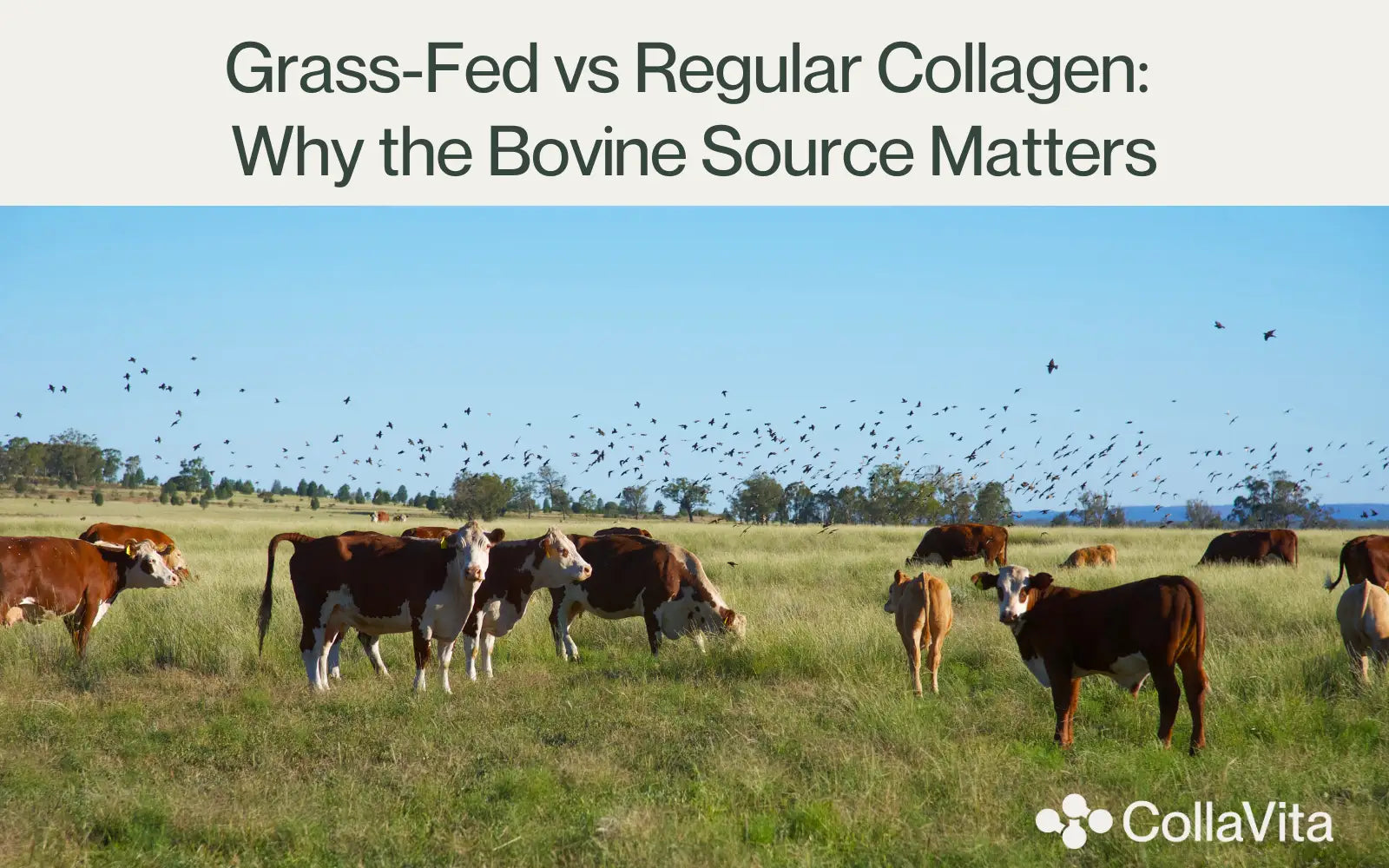 Grass-Fed vs Regular Collagen: Why the Bovine Source Matters